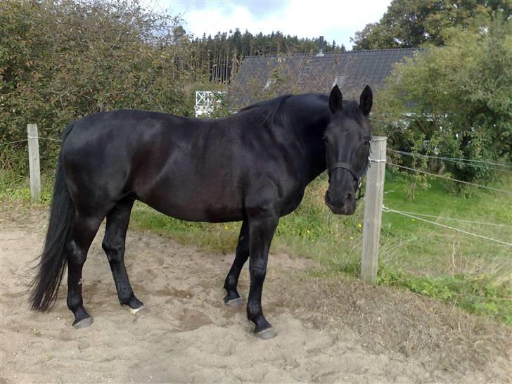 Anden særlig race Nairobi billede 9