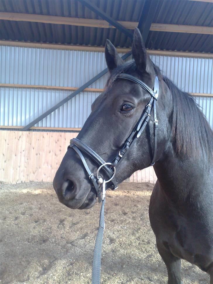 Anden særlig race Nairobi billede 10