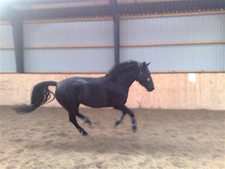 Anden særlig race Nairobi billede 11