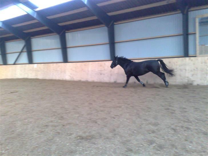 Anden særlig race Nairobi billede 12