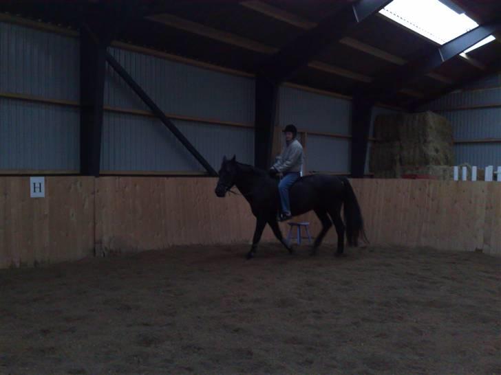 Anden særlig race Nairobi billede 13