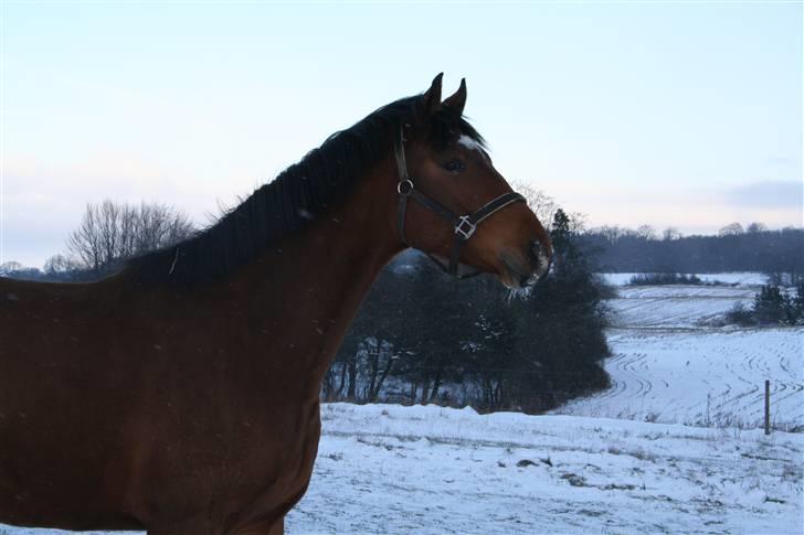 Dansk Varmblod Elkjærsmindes Fellow billede 4