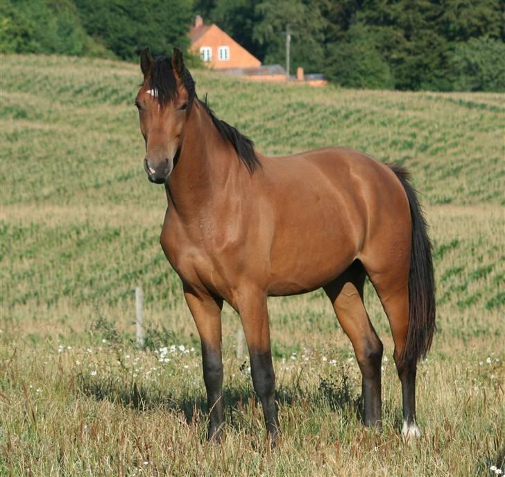 Dansk Varmblod Elkjærsmindes Fellow billede 5