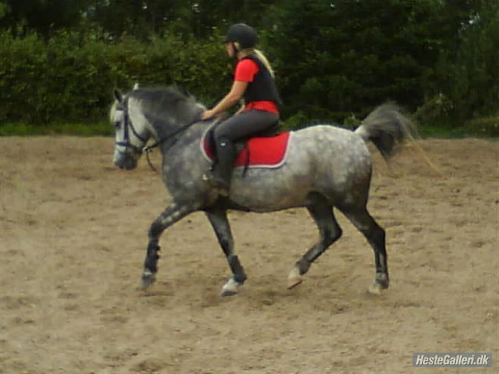 Anden særlig race CASMIR | - første gang til spring undervisning, hvor han løb af med mig (; billede 18