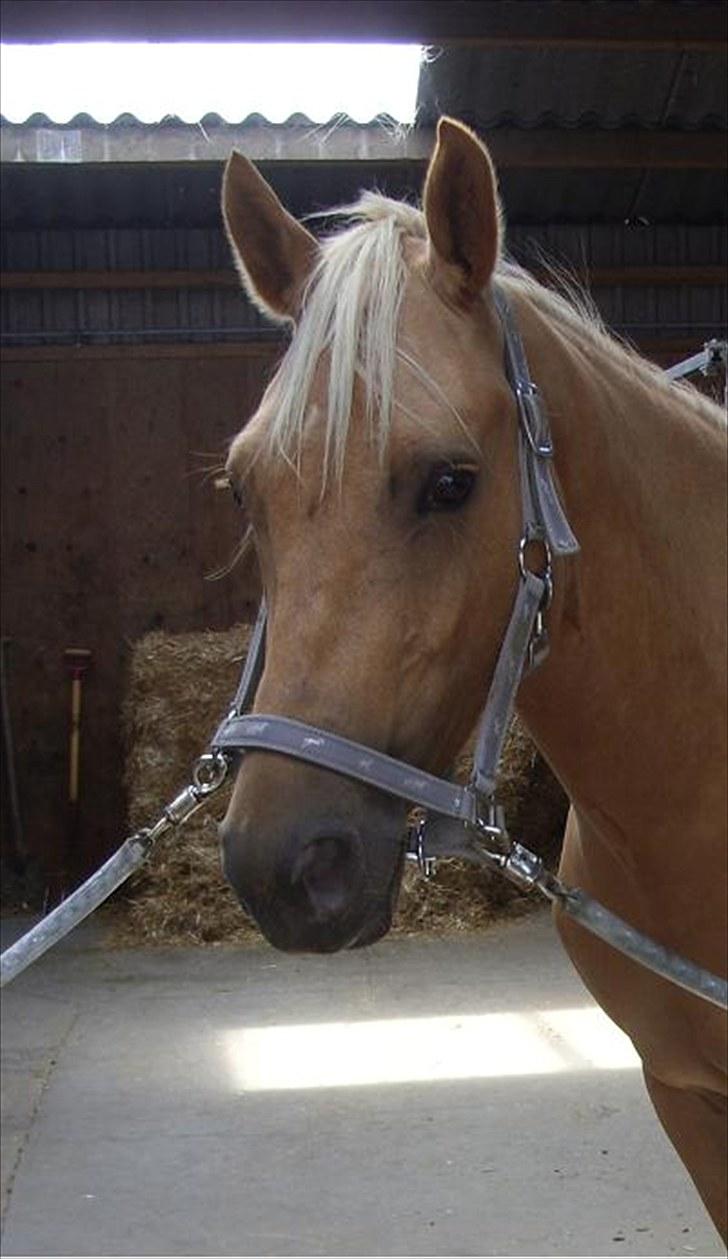 Palomino  | Tania Bambini - SOLGT - 1: Super smukt billed :) Foto: Mig. billede 1