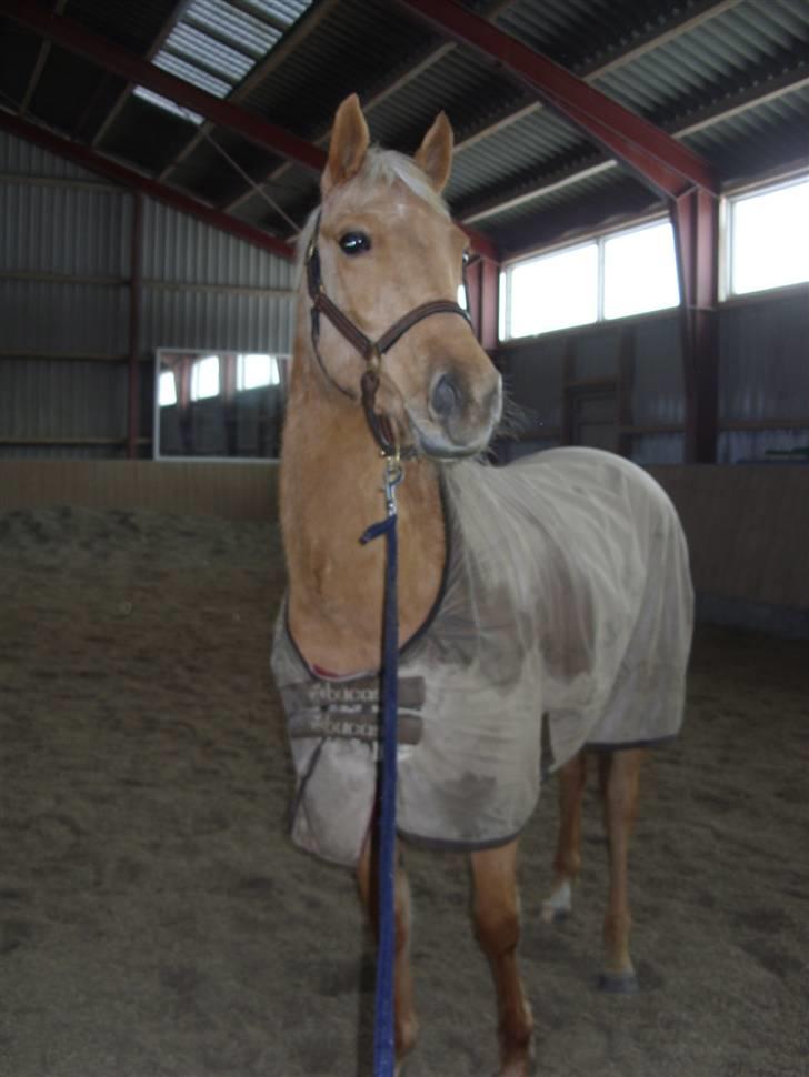 Palomino  | Tania Bambini - SOLGT - 2: Tania i ridehuset for første gang. billede 2