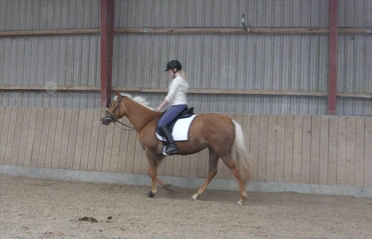 Palomino  | Tania Bambini - SOLGT - 3: Tania første gang med rytter uden tov. 10 Maj billede 3