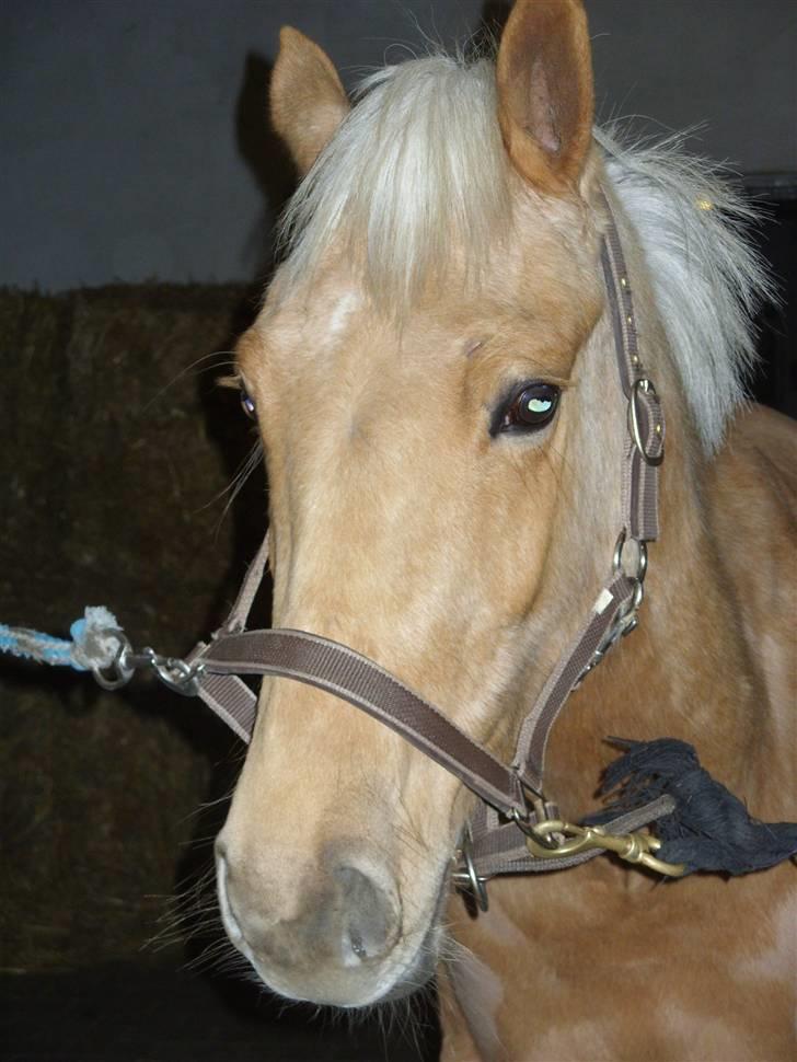 Palomino  | Tania Bambini - SOLGT - 4: Smukke Tania billede 4