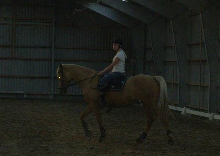 Palomino  | Tania Bambini - SOLGT - 5: Skridttur uden sadel :D  -  Foto: Shirley billede 5