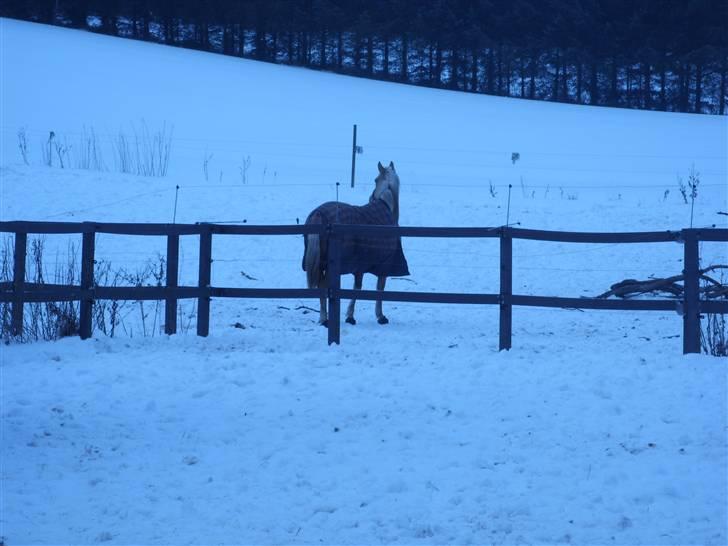 Palomino  | Tania Bambini - SOLGT - 6: Tania på fold for første gang. billede 6