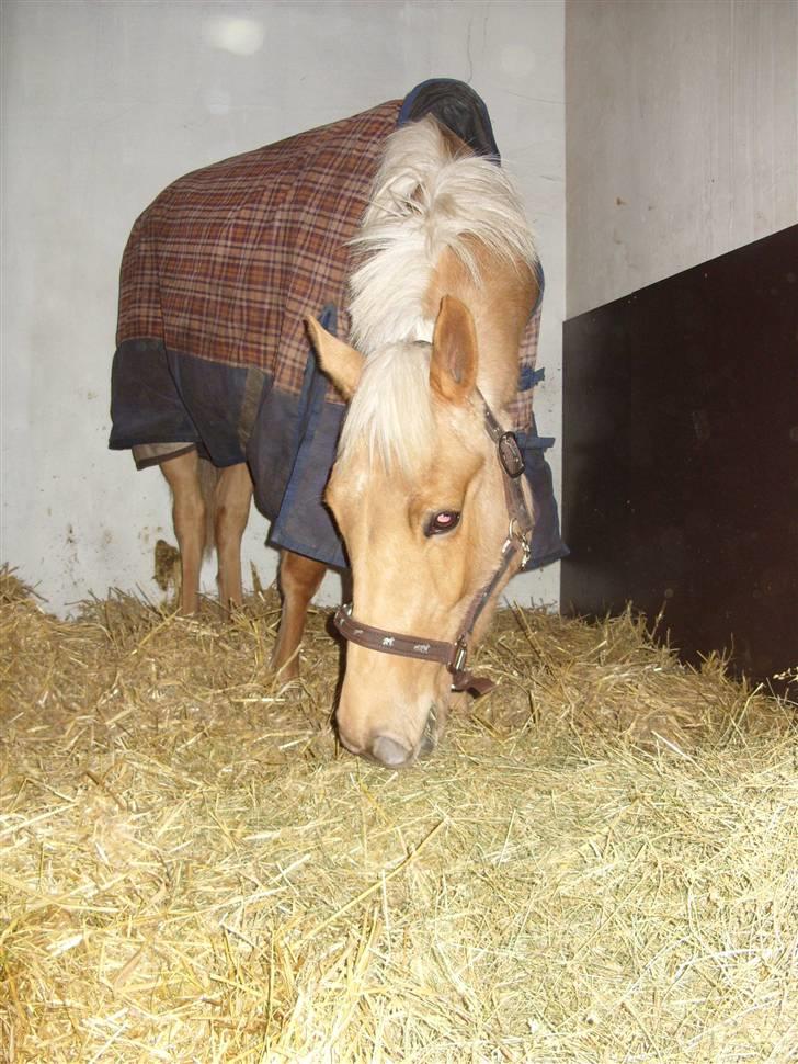 Palomino  | Tania Bambini - SOLGT - 7: Tania i boksen. billede 7