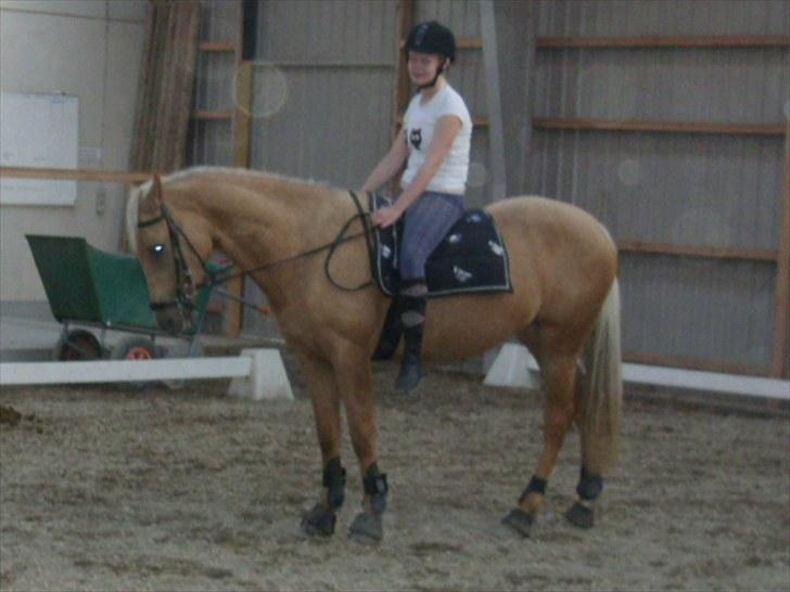 Palomino  | Tania Bambini - SOLGT - 8: "jeg gider ikke mere moar" :D - Foto: Shirley billede 8