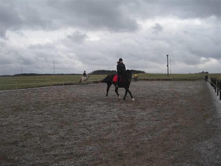 Dansk Varmblod »Gorm«  - (11) Du er så fin:D   *foto Emma* billede 11