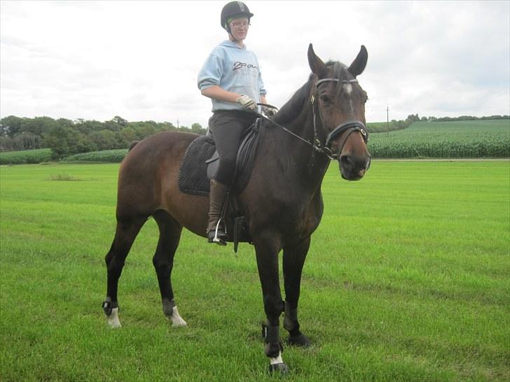 Dansk Varmblod »Gorm«  - (12) Du vil blive savnet;(   *foto Marianne* billede 12