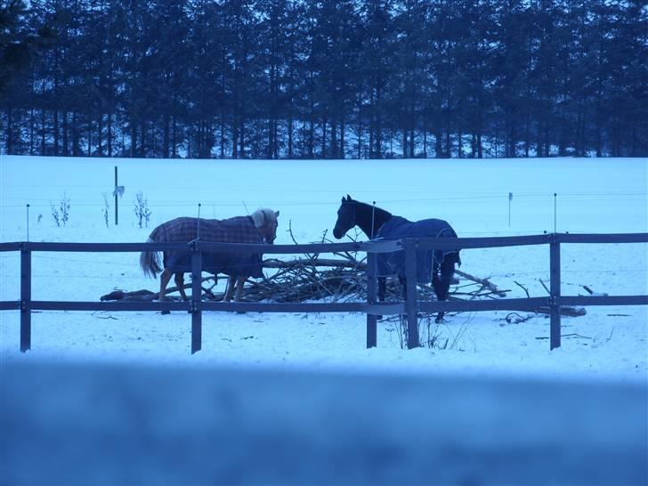 Palomino  | Tania Bambini - SOLGT - 10: På fold for første gang. billede 10