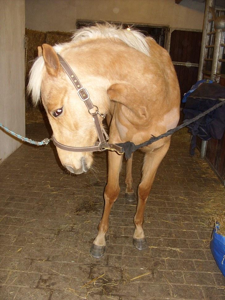 Palomino  | Tania Bambini - SOLGT - 11: Tania på staldgangen. billede 11