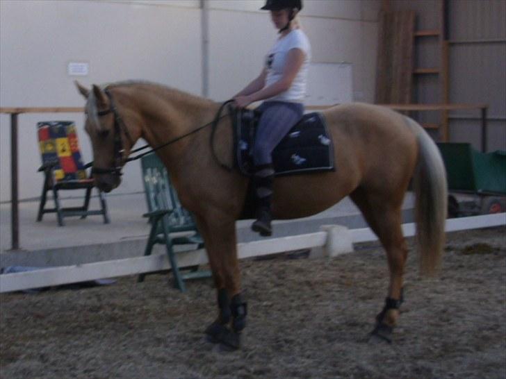 Palomino  | Tania Bambini - SOLGT - 12: Parade Foto: Shirley billede 12