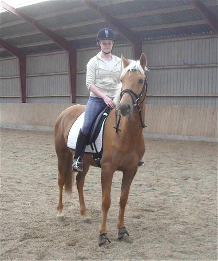 Palomino  | Tania Bambini - SOLGT - 13: 1: Tania med rytter d. 10 Maj. Første gang uden tov :D billede 13