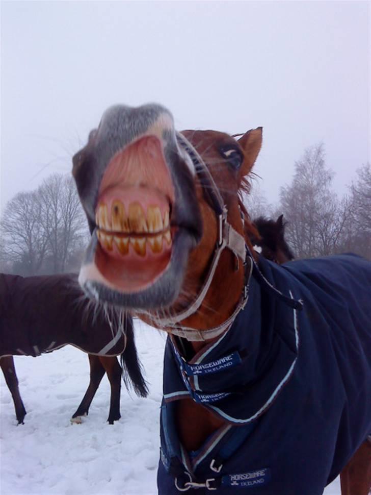 Anden særlig race Rin Tin Tin - Vinter 2010 - Foto: Mille Priess billede 8