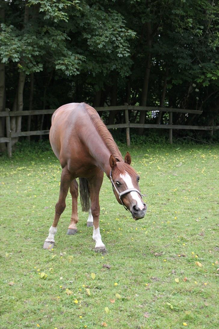 Anden særlig race Rin Tin Tin - Det her billede siger mere end 1000 ord <3 - Foto: Mille Priess billede 9