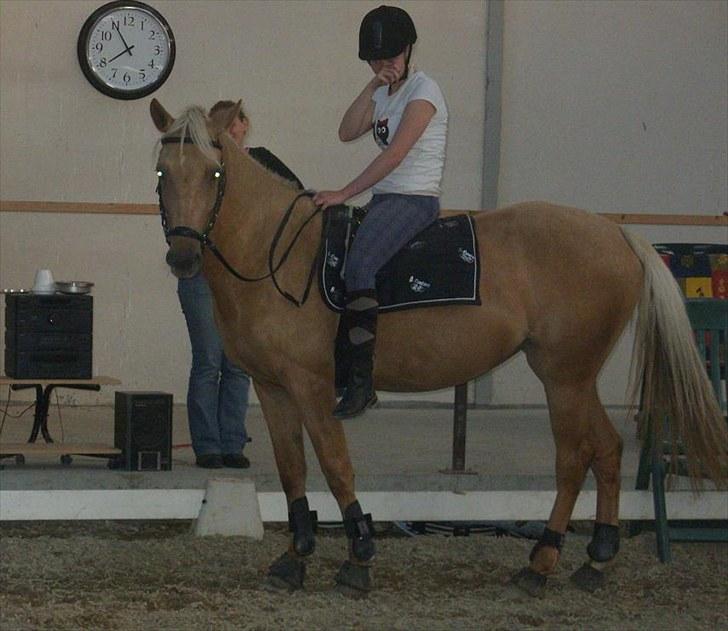 Palomino  | Tania Bambini - SOLGT - 15: Hmm? Jae, vi står og snakker lidt :D - Foto: Shirley billede 15