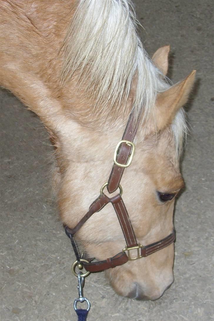 Palomino  | Tania Bambini - SOLGT - 16: Tania snuser til ridehusbunden. Første gang i ridehus. billede 16