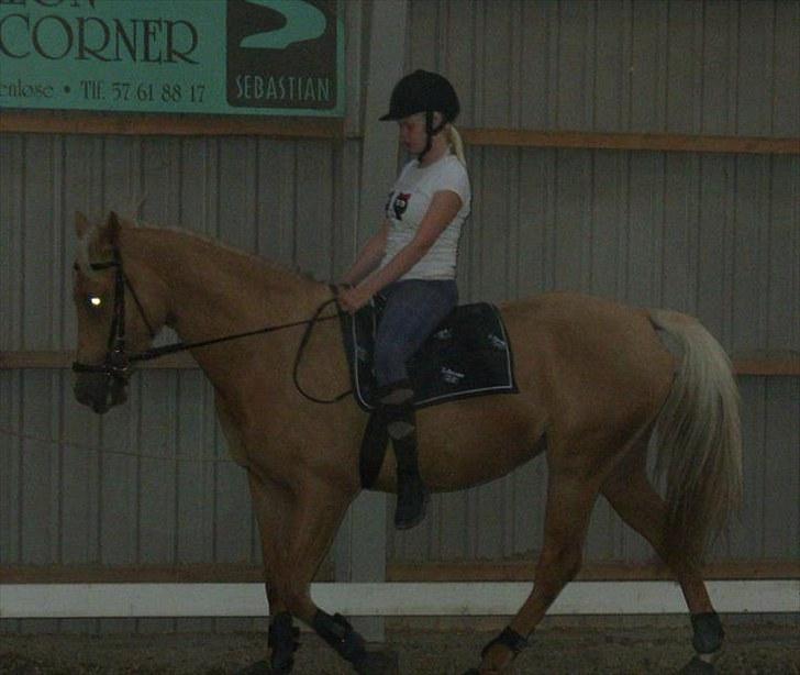 Palomino  | Tania Bambini - SOLGT - 17: Skridte skridte :D - Foto: Shirley billede 17