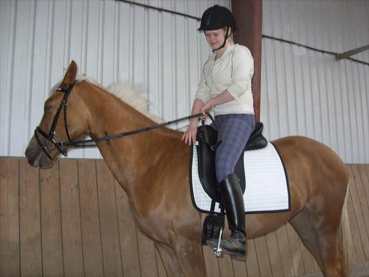 Palomino  | Tania Bambini - SOLGT - 18: Tania første gang med rytter uden tov, 10 maj :D billede 18