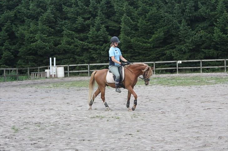 Welsh Pony af Cob-type (sec C) Scotty billede 18