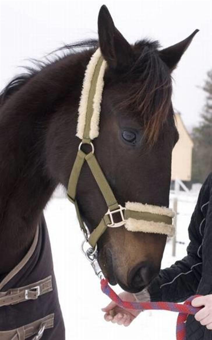 Traver U C Prince  (Solgt) - Hygger sammen med Marie på VOKS. hvor han bliver redet til som ridehest billede 12