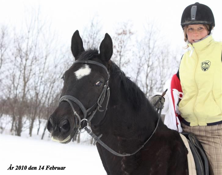 Dansk Varmblod Picoeur - Picoeur og Mor<3 Foto: Mig billede 18