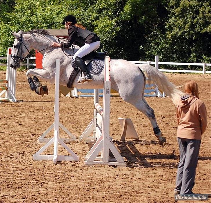 Holstener CORVARA 7  - MDphoto © (Som også er herinde).  billede 4