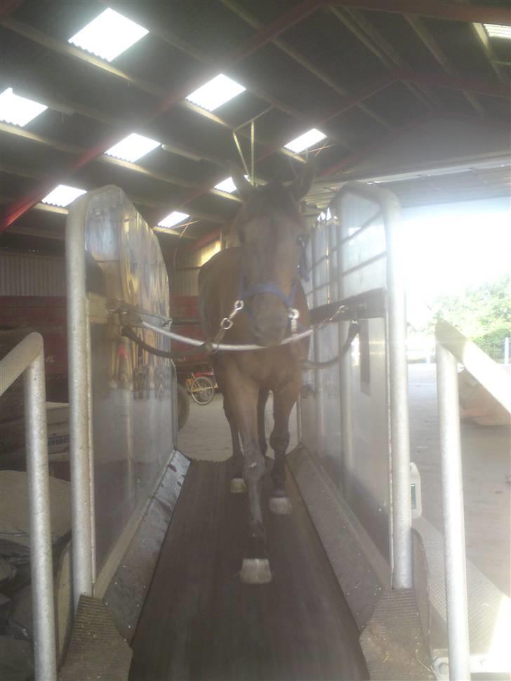 Traver U C Prince  (Solgt) - på skridtbånd hos travtræneren Anders F Jensen billede 13