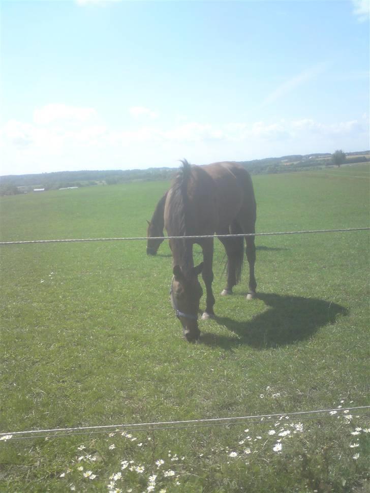 Traver U C Prince  (Solgt) - på folden hos travtræneren Anders F Jensen billede 14