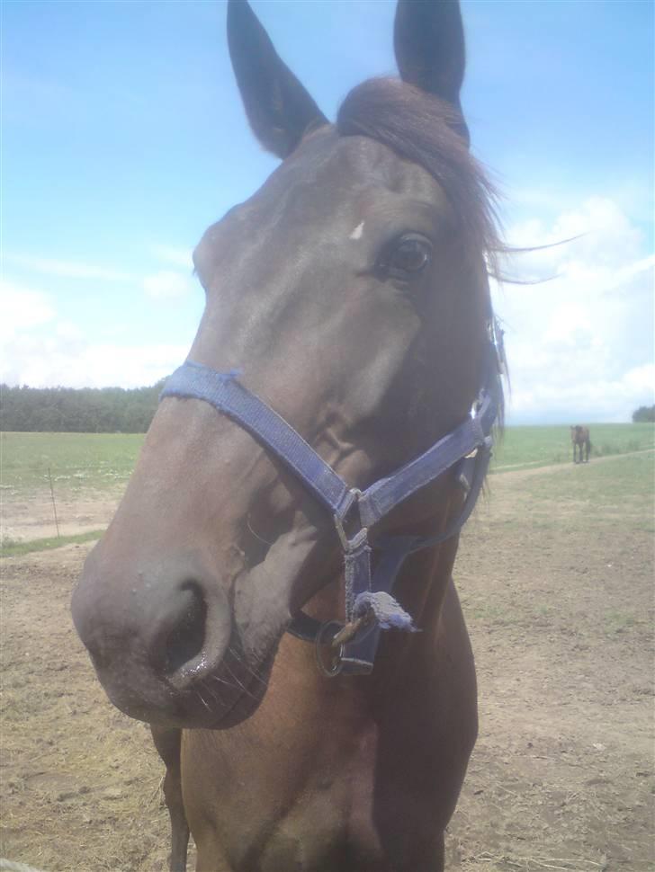 Traver U C Prince  (Solgt) - på folden hos travtræneren Anders F Jensen billede 15