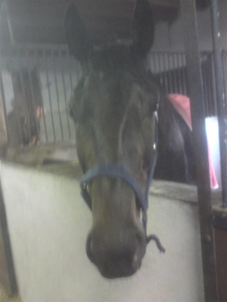 Traver U C Prince  (Solgt) - I stalden Hos travtræneren Anders F Jensen billede 16