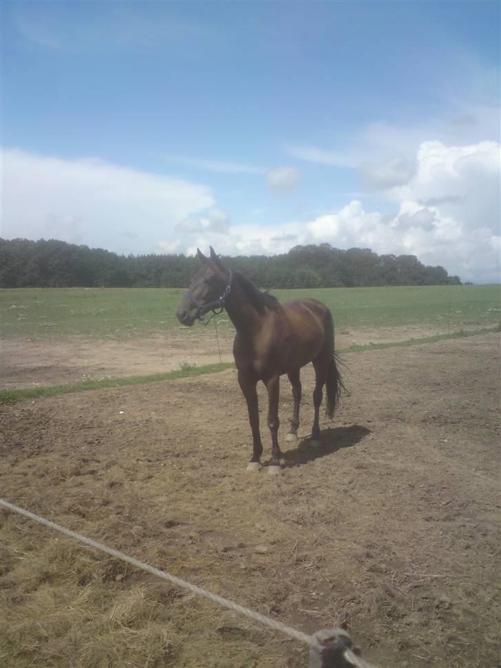 Traver U C Prince  (Solgt) - på folden hos travtræneren Anders F Jensen billede 17