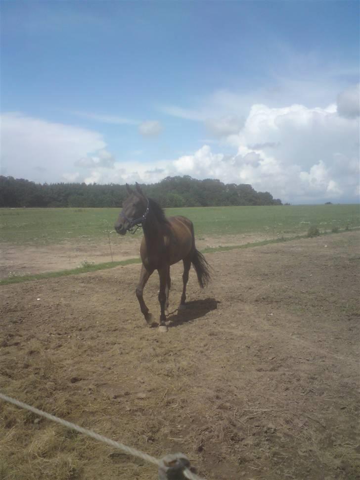 Traver U C Prince  (Solgt) - på folden hos travtræneren Anders F Jensen billede 18