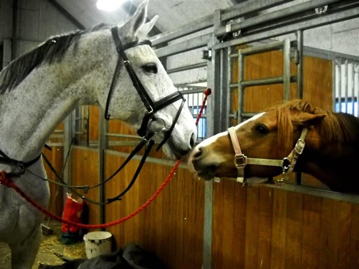 Holstener CORVARA 7  - Bedste hestene (Y)(Y) billede 6