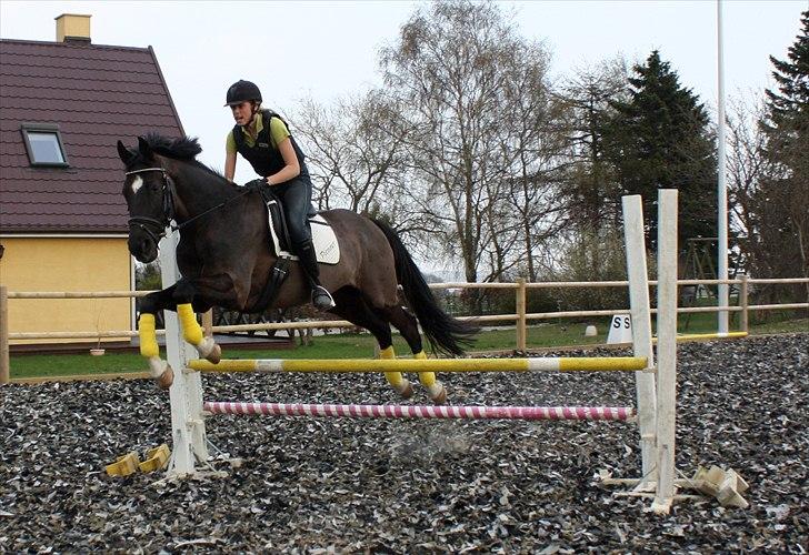 Dansk Varmblod Picoeur - Picoeur og mig<3 Foto: Cecilie billede 17