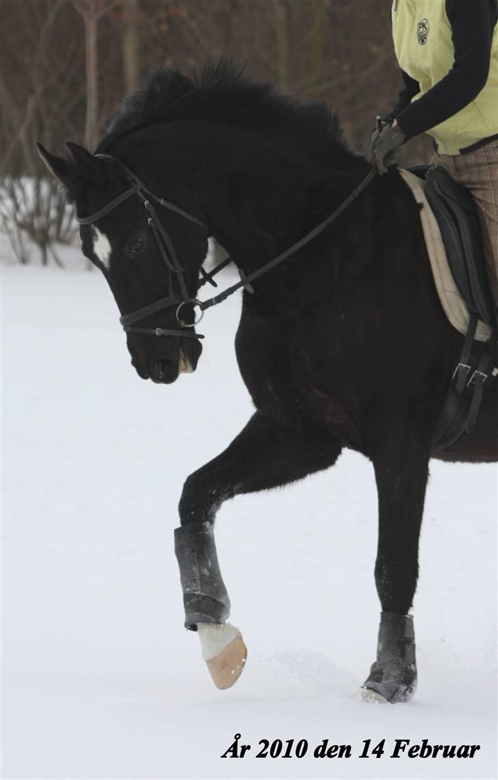 Dansk Varmblod Picoeur - Smukke dreng! <3 Foto: Mig billede 9