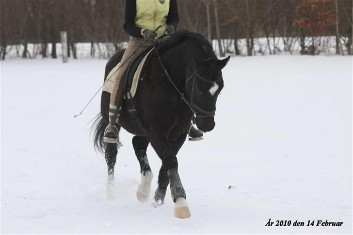 Dansk Varmblod Picoeur - <3<3<3 Foto: Mig billede 8
