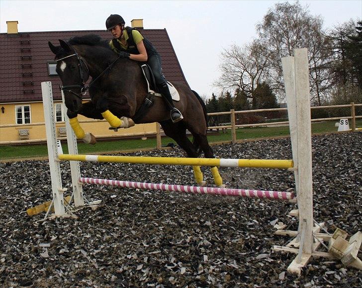 Dansk Varmblod Picoeur - Picoeur og mig i spring! <3 Foto: Cecilie billede 16