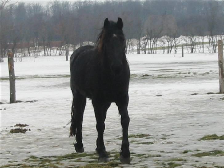 Frieser Tjitske ( Trisse) billede 5