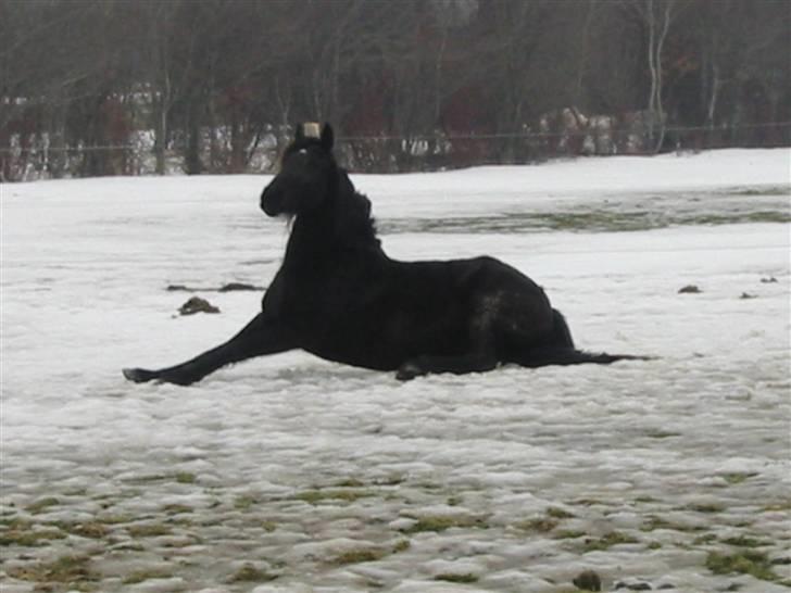 Frieser Tjitske ( Trisse) billede 6