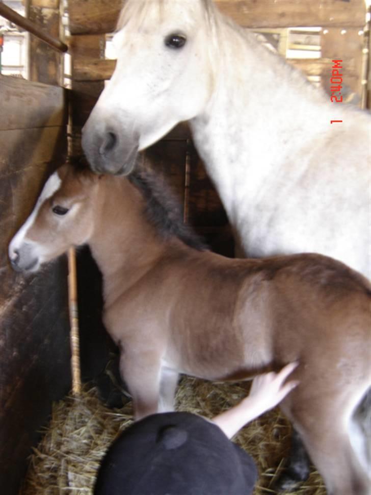 New Forest Egeballes Petroleum solgt <3 billede 8