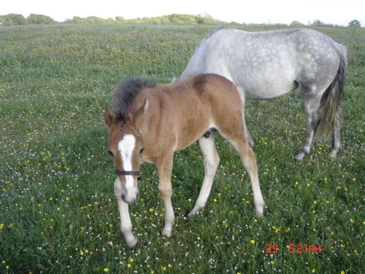 New Forest Egeballes Petroleum solgt <3 billede 10