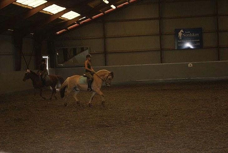 Fjordhest Herman - GL. PART - Dressurtræning<3 billede 8