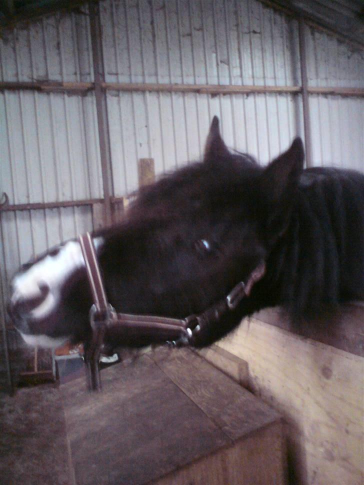 Barockpinto Aranka* RIP* billede 12