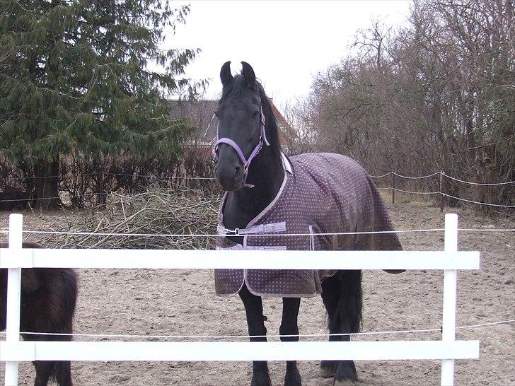 Frieser Hiltjse Simie *Himmelhest* - hejsa mor! billede 6